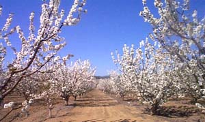 cherry orchard in bloom